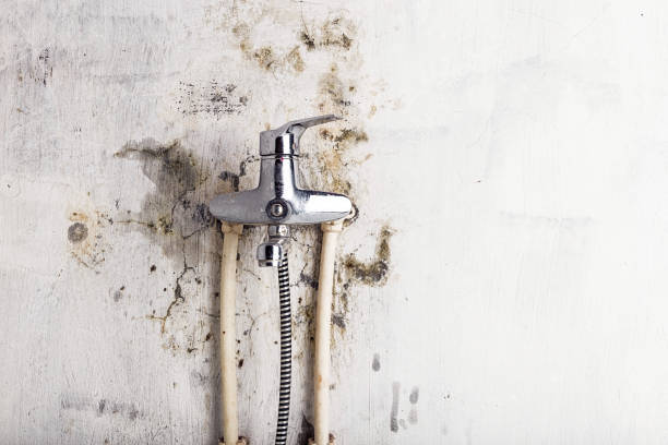 Best Residential Mold Removal  in Plattsburg, MO